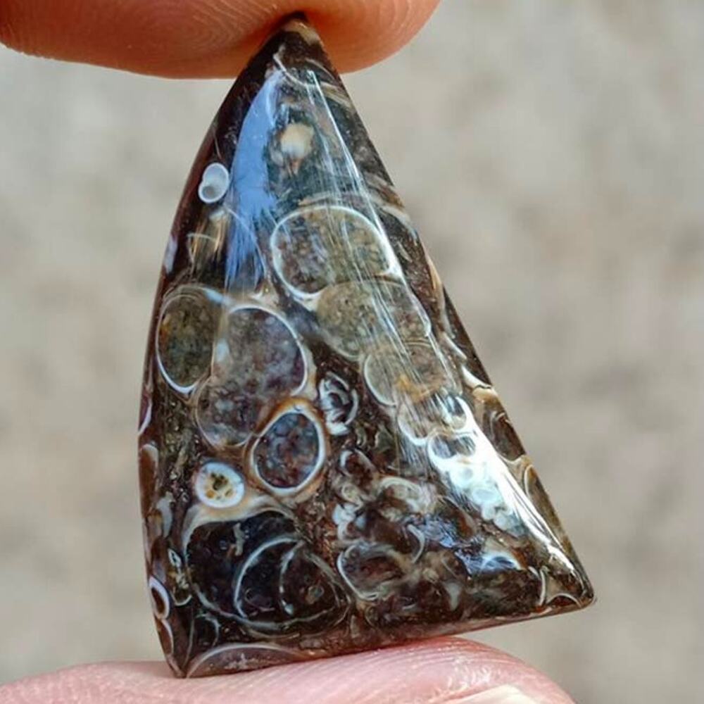 Sail-Shaped Turritella Cabochon!!